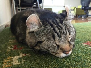 暑い 暑い