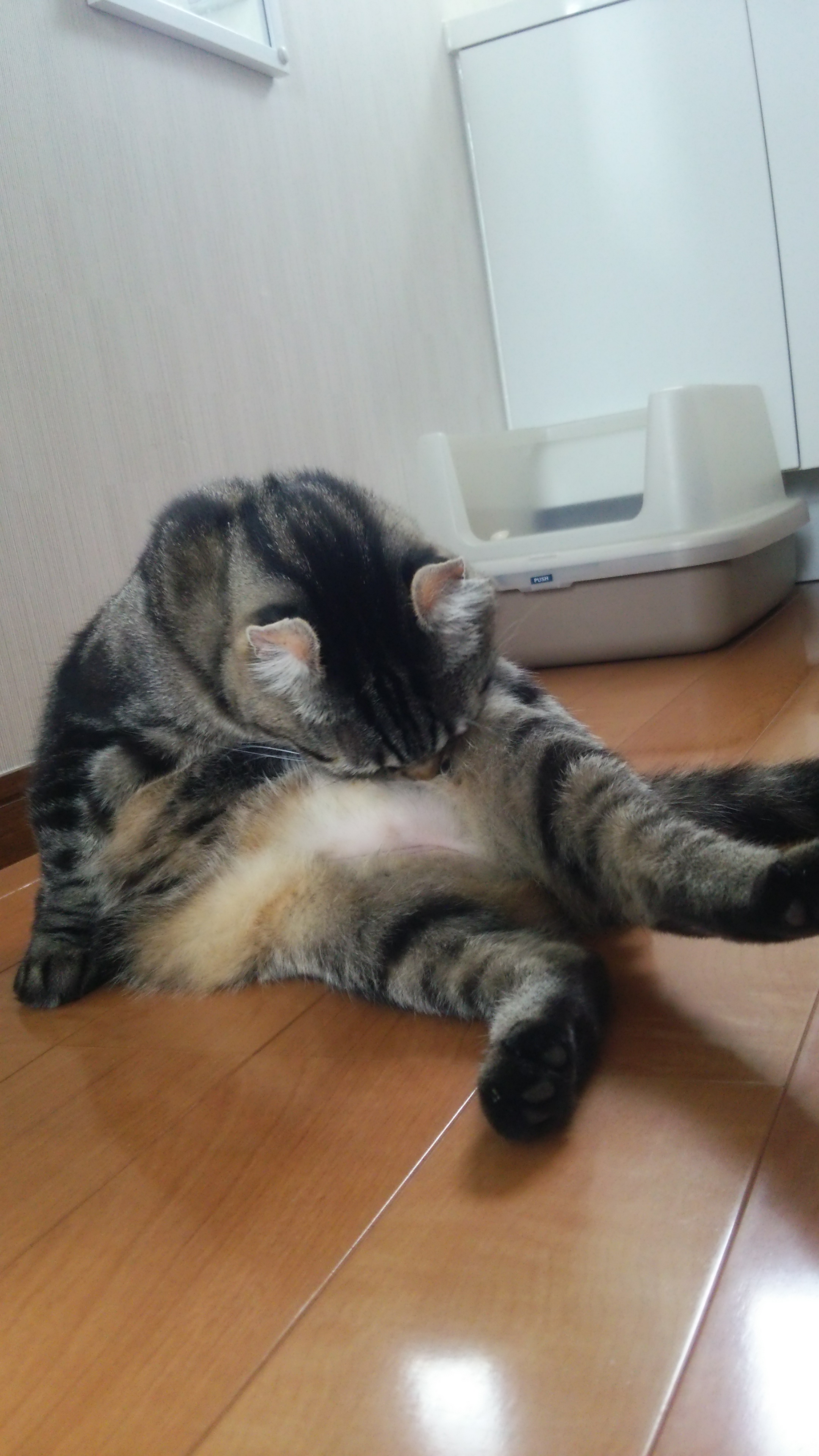 毛づくろい 毛づくろい